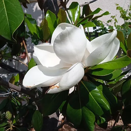 Pontinos Old House * Míloi