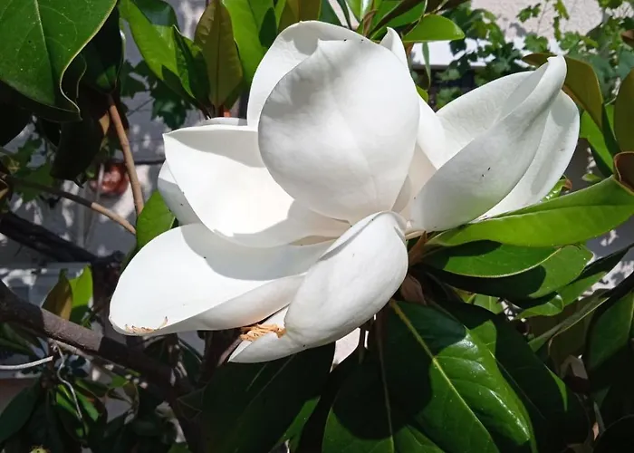 Pontinos Old House * Míloi